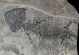 Discosauriscus (Early Permian Reptiliomorph) #62690-3